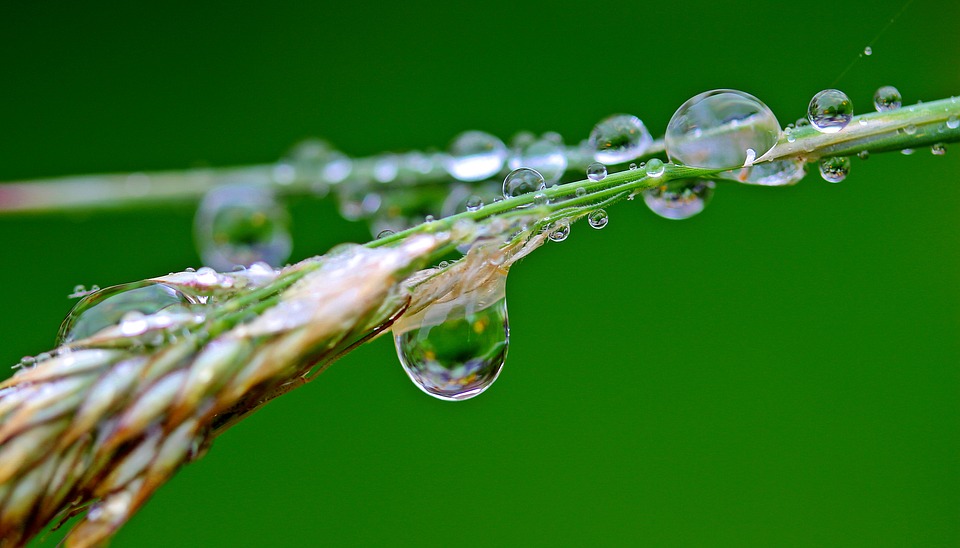 rainwater harvesting grass with water droplets