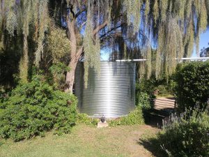 galvanised rainwater tank under large tree in Cockatoo Valley, SA